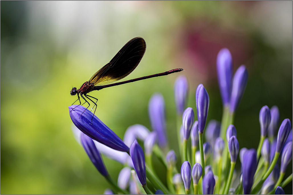 [Macro_et_Proxy] Calopteryx Img_5912