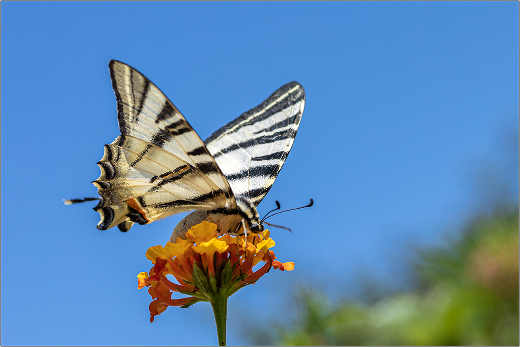 [Macro_et_Proxy] Le gourmand Img_5922