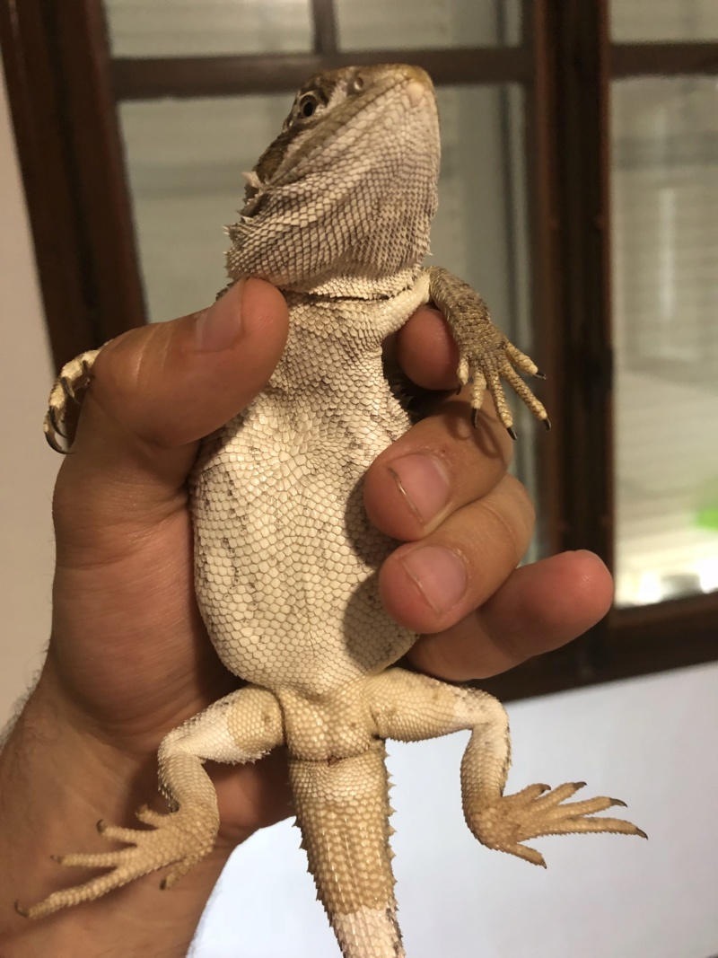 Cuisses de pogona - Page 3 Img_0715