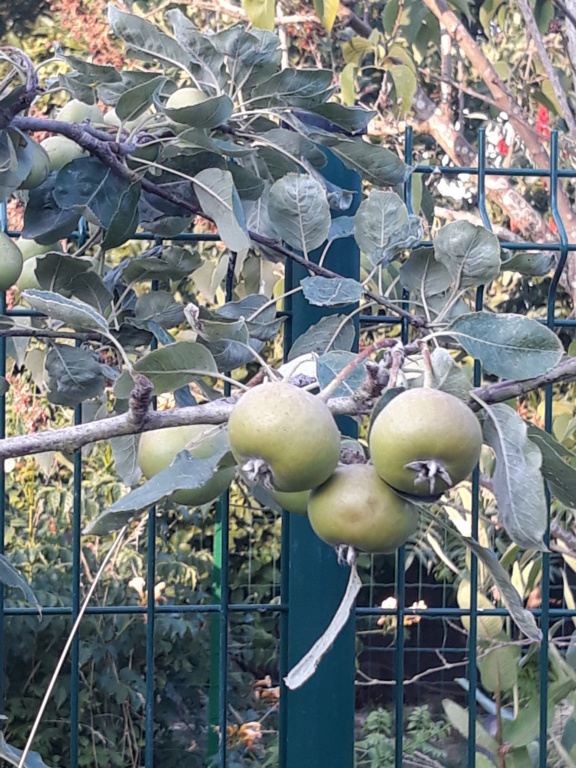 Sorbopyrus auricularis : une curiosité botanique originaire de Bollwiller. 20180715