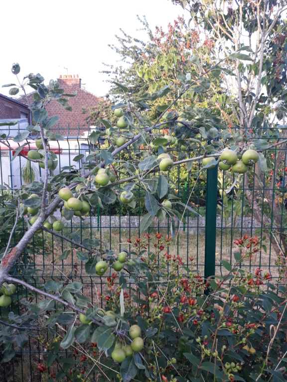 Sorbopyrus auricularis : une curiosité botanique originaire de Bollwiller. 20180716