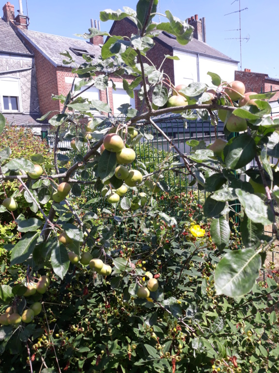 Sorbopyrus auricularis : une curiosité botanique originaire de Bollwiller. 20180813