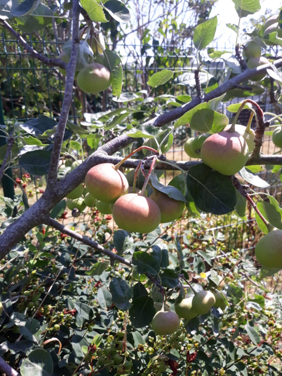 Sorbopyrus auricularis : une curiosité botanique originaire de Bollwiller. 20180814