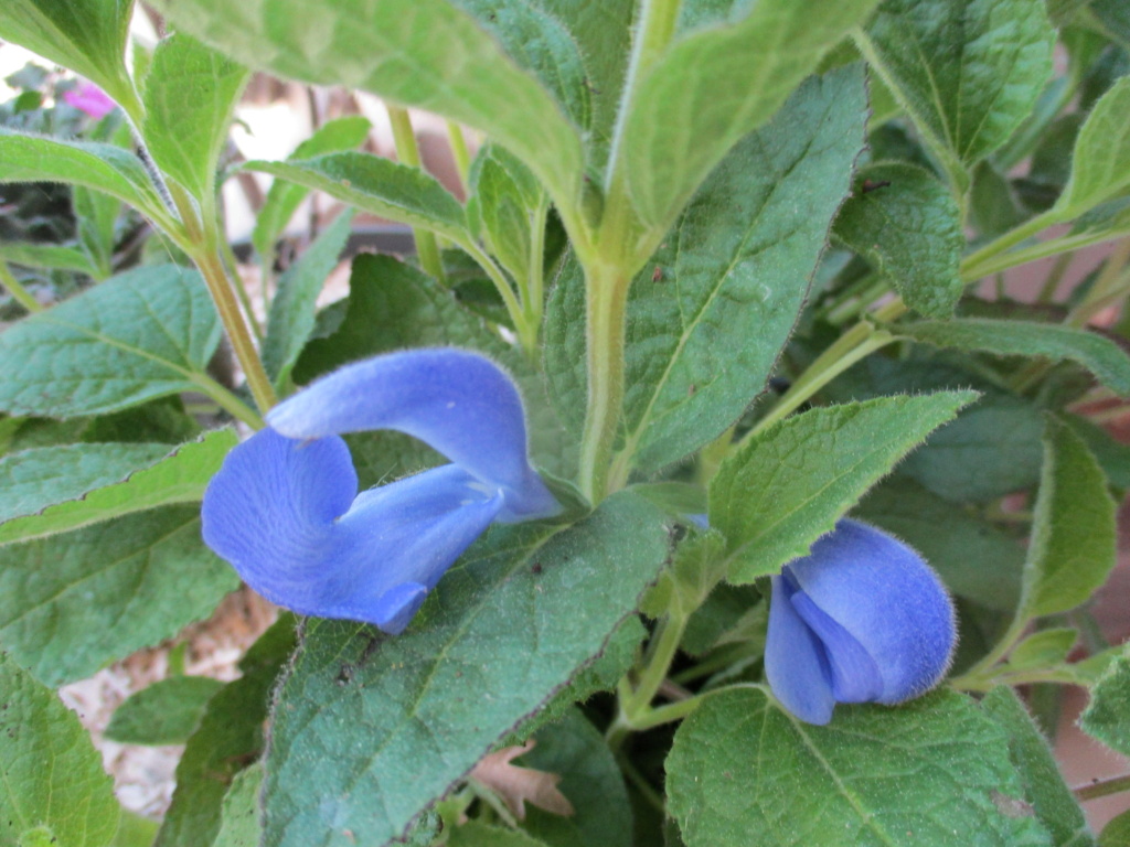 Je suis fleurs bleues... Img_4247