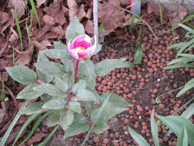 Pivoines botaniques 2022 Img_1212