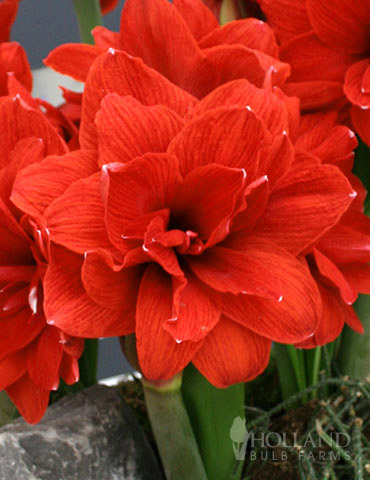 AMARYLLIS ( Hippeastrum) Celica11