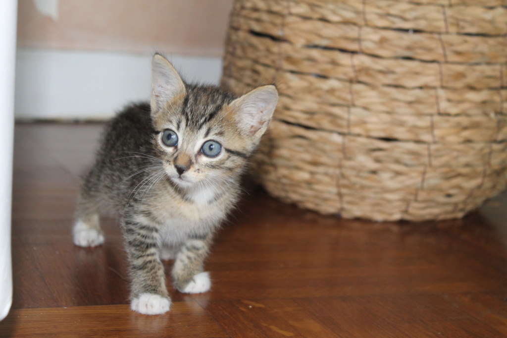 OGIMI - femelle type européen tabby grise née le 01/07/2018 Img_8711