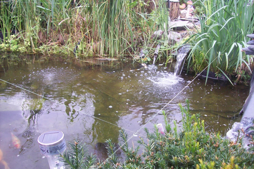 comme pour les aquariums , petite actualisation du bassin  100_0313