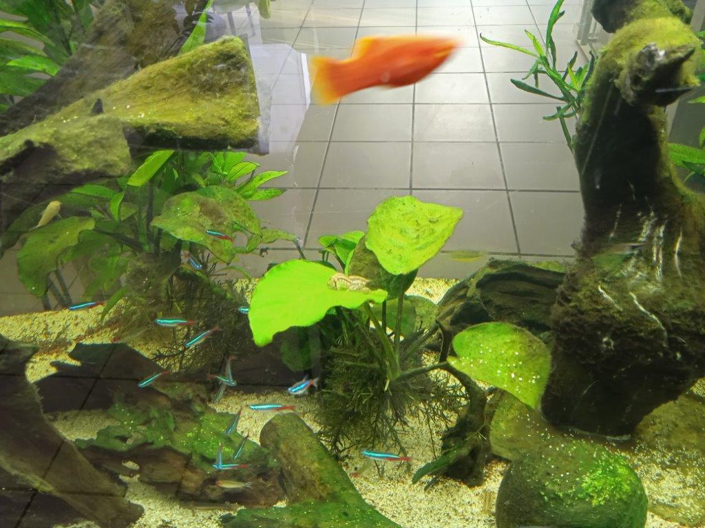 projet aquarium type amazonien  - Page 3 11610