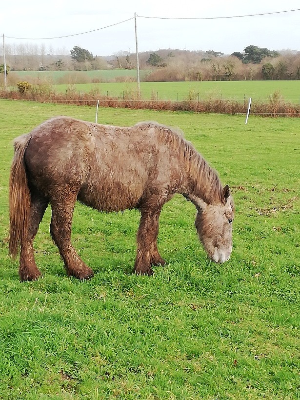 KREMA - pouliche trait - 2 ans environ 85015710