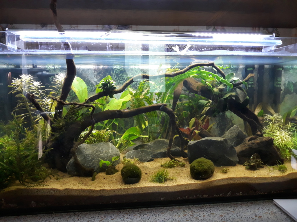 idée pour un aquarium de 80 cm de facade 20180819