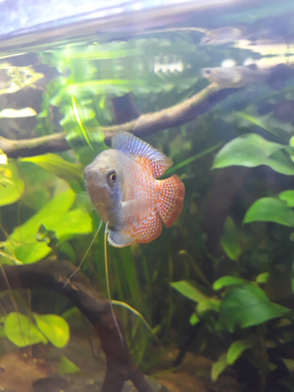 idée pour un aquarium de 80 cm de facade 20180912