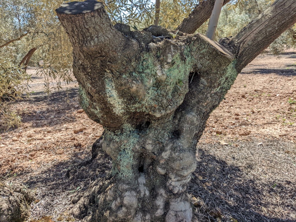 Líquenes en olivar - Página 2 Cortez11