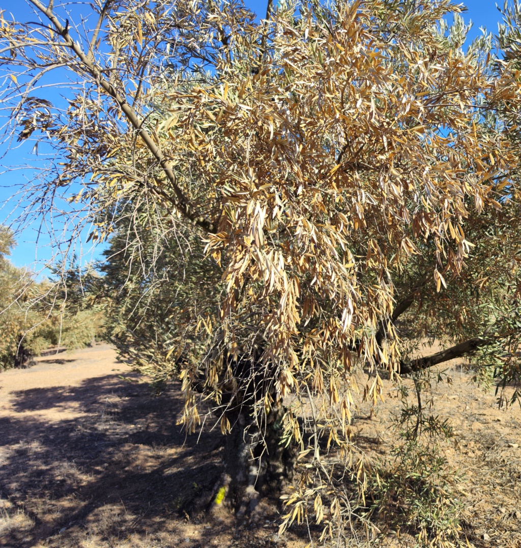 Necesito ayuda para averiguar cuál es el problema que tienen mis olivos Img_2014