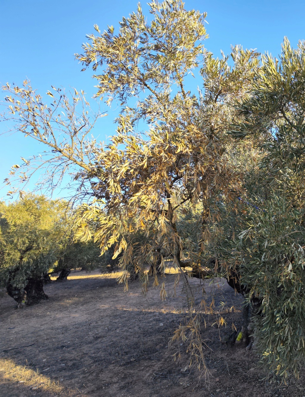 Necesito ayuda para averiguar cuál es el problema que tienen mis olivos Img_2015