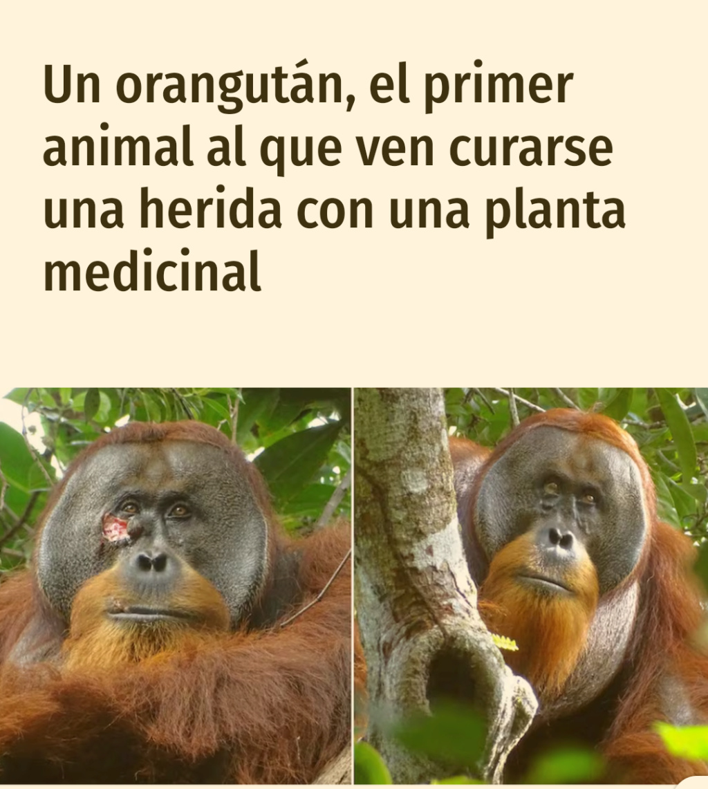 Un orangután cura sus heridas con una planta. Screen73