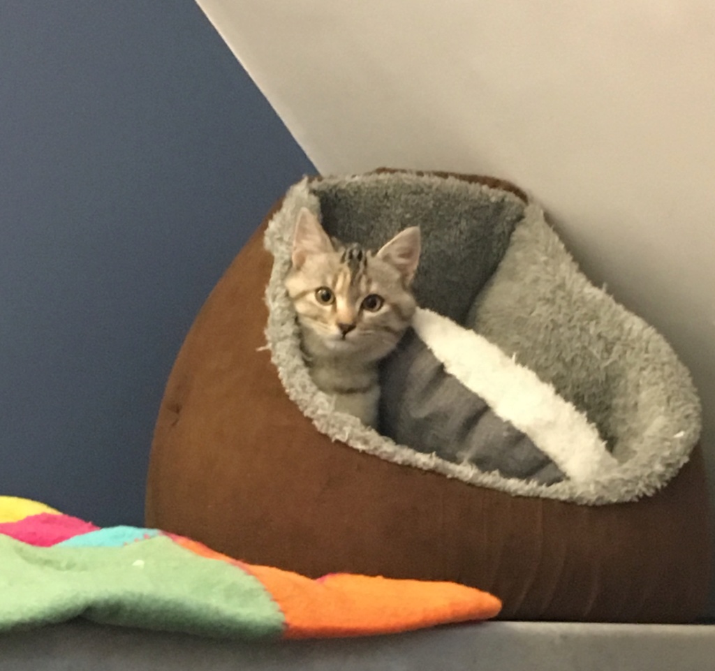 PAPOUILLE, chatte européenne gris tabby, née le 04/08/19 4bd34f10