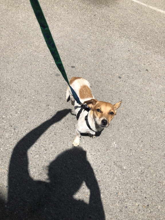 MELINA - femelle croisée Jack Russel de petite taille -  née environ en mai 2017 - PASCANI- adoptée par Virginie (30) - Page 3 D422d010