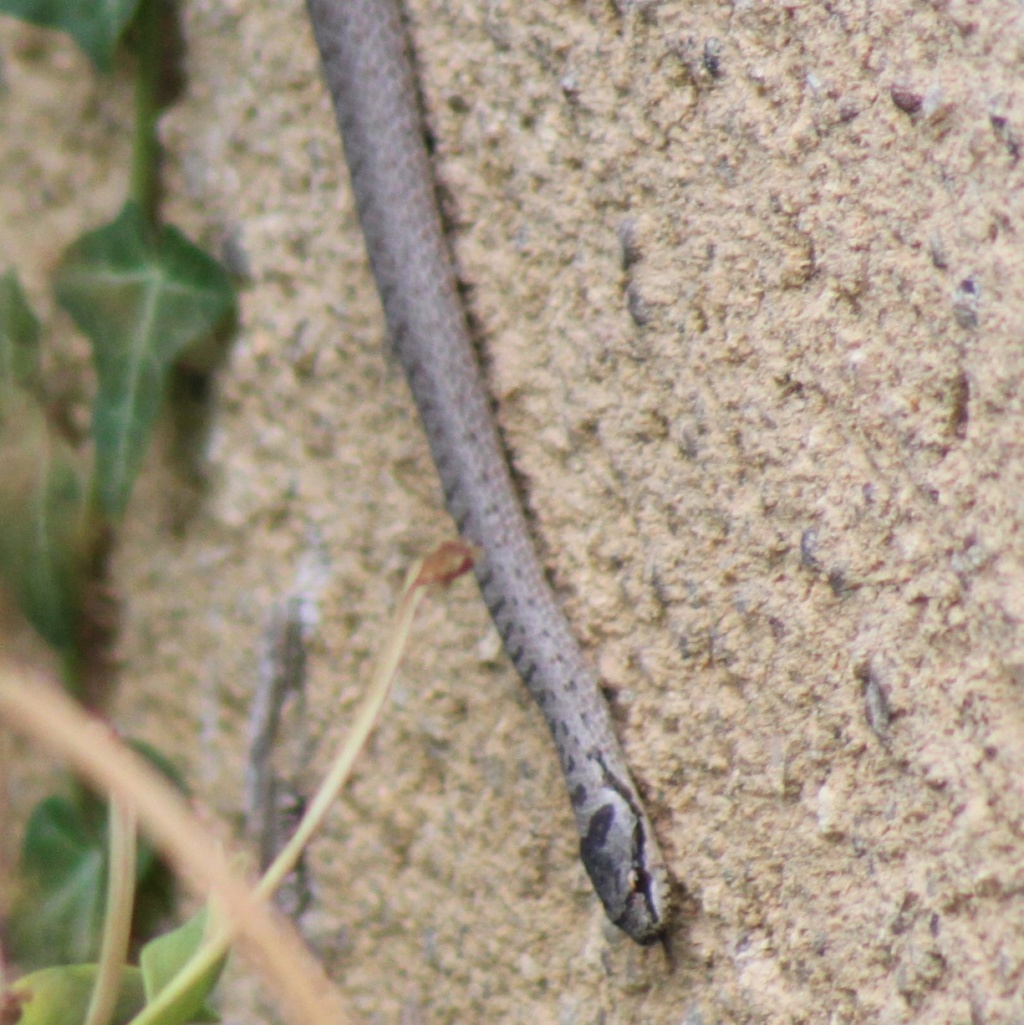 Identification serpent sur ma maison Img_5410