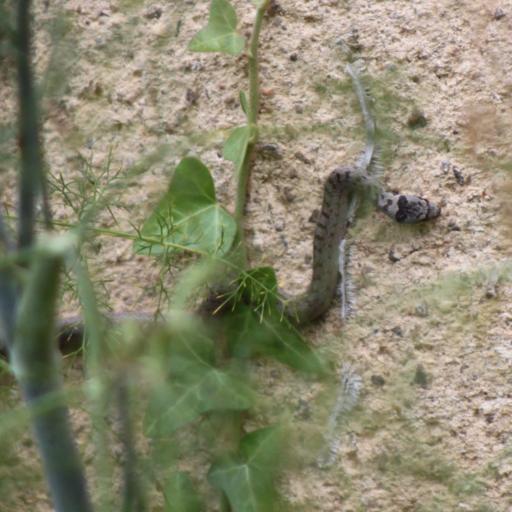 Identification serpent sur ma maison Img_5411