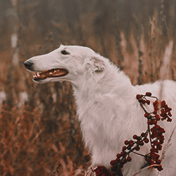 Not Tom Riddle's Diary Borzoi11