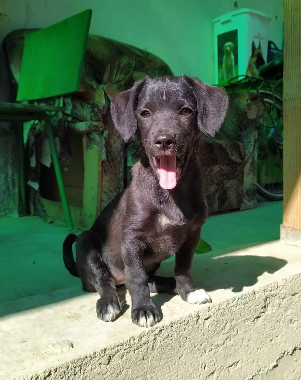 PEPPER (ex VIOLETTE) - Chiot femelle de petite taille à l'âge adulte - Née environ en Juillet 2020 - Adoptée par ELLENA (départ 84) 0754b010