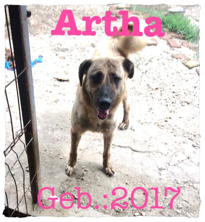 ARTHA - Femelle croisée de taille moyenne  - Née environ en 2017 - Refuge de Gabriela, réservée via autre association  11904410