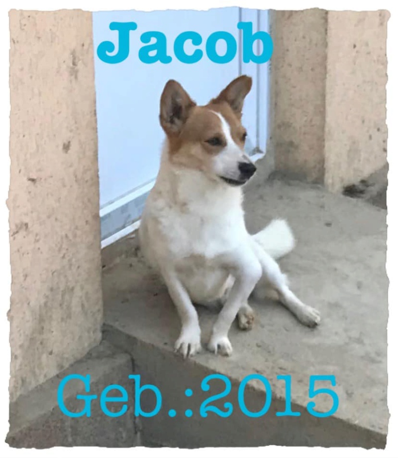 JACOB - Mâle de petite taille- Né en 2015 - Refuge de Gabriela/ Réservé via une association allemande  11905910