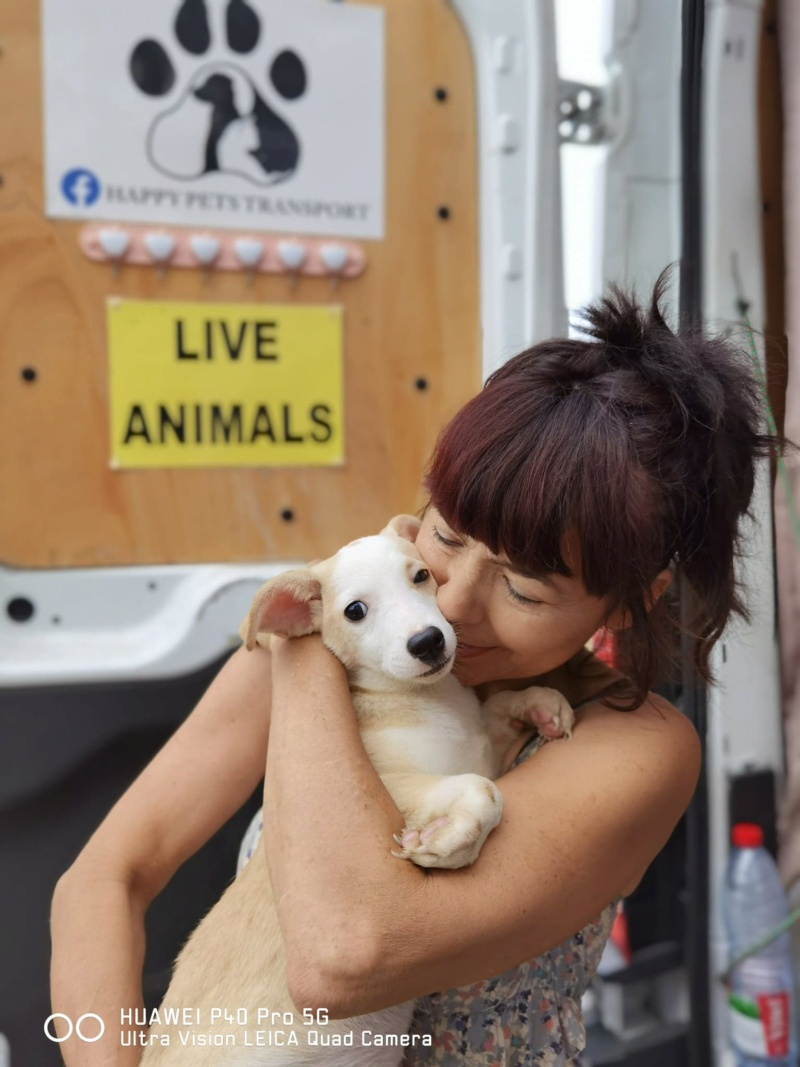 LUNA - Chiot femelle croisée de petite taille à l'âge adulte - Née environ en Avril 2020 - Refuge de Gabriela - adoptée par Alan en Belgique 11973410