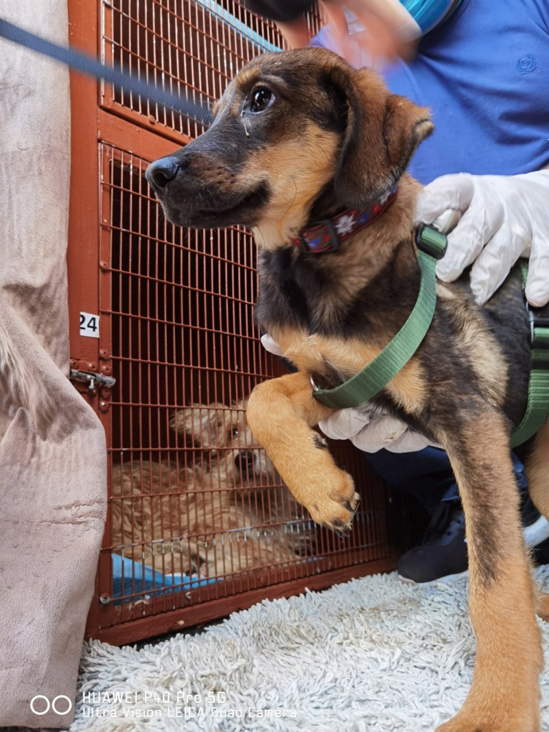 LISSI - Chiot femelle de taille moyenne à l'âge adulte - Née environ en Avril 2020 - Refuge de Gabriela - adoptée par Rebekka en Belgique 11977810