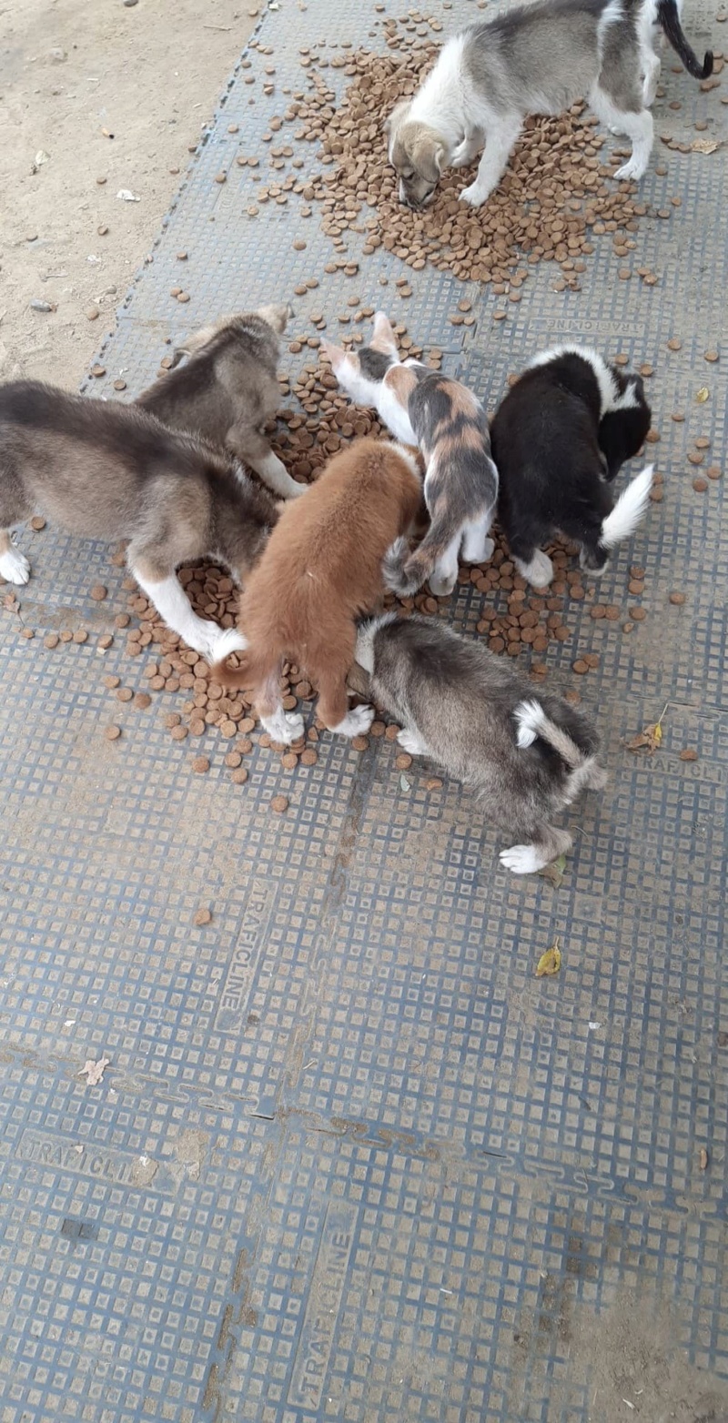 BUDDY - Chiot mâle de taille moyenne à l'âge adulte - Né environ fin juillet 2020 - Adopté par Corinne (départ 95) 12016010