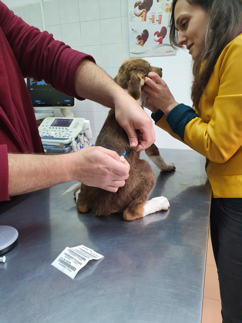 TAROKO (BUZZ) - Chiot mâle de taille moyenne à l'âge adulte - Né environ fin juillet 2020 - Refuge de Camelia - Adopté par Delphine et Julien (Belgique)  12340910