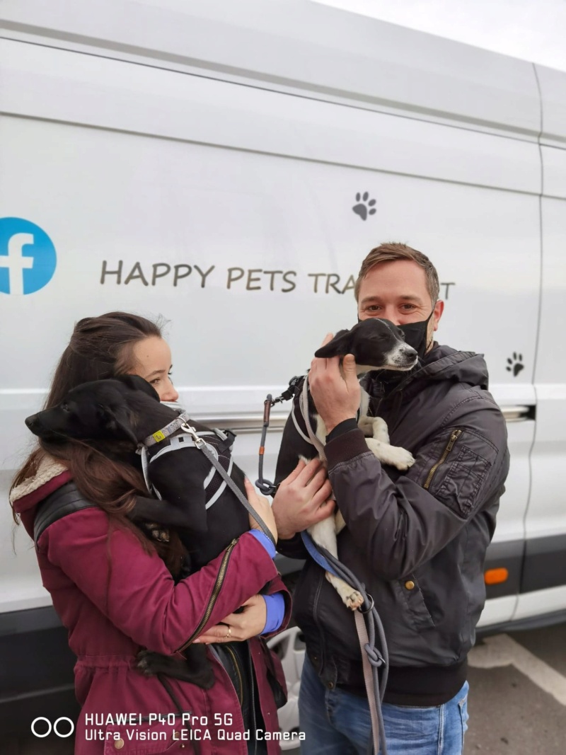 PEDRO - Chiot mâle de taille petite à moyenne à l'âge adulte - Né environ début juin 2020 -  adopté par Bastien en Belgique 12622610