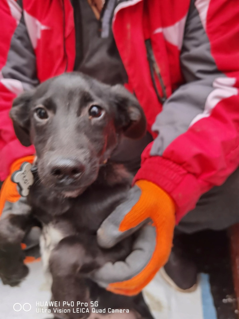 PEDRO - Chiot mâle de taille petite à moyenne à l'âge adulte - Né environ début juin 2020 -  adopté par Bastien en Belgique 12647010