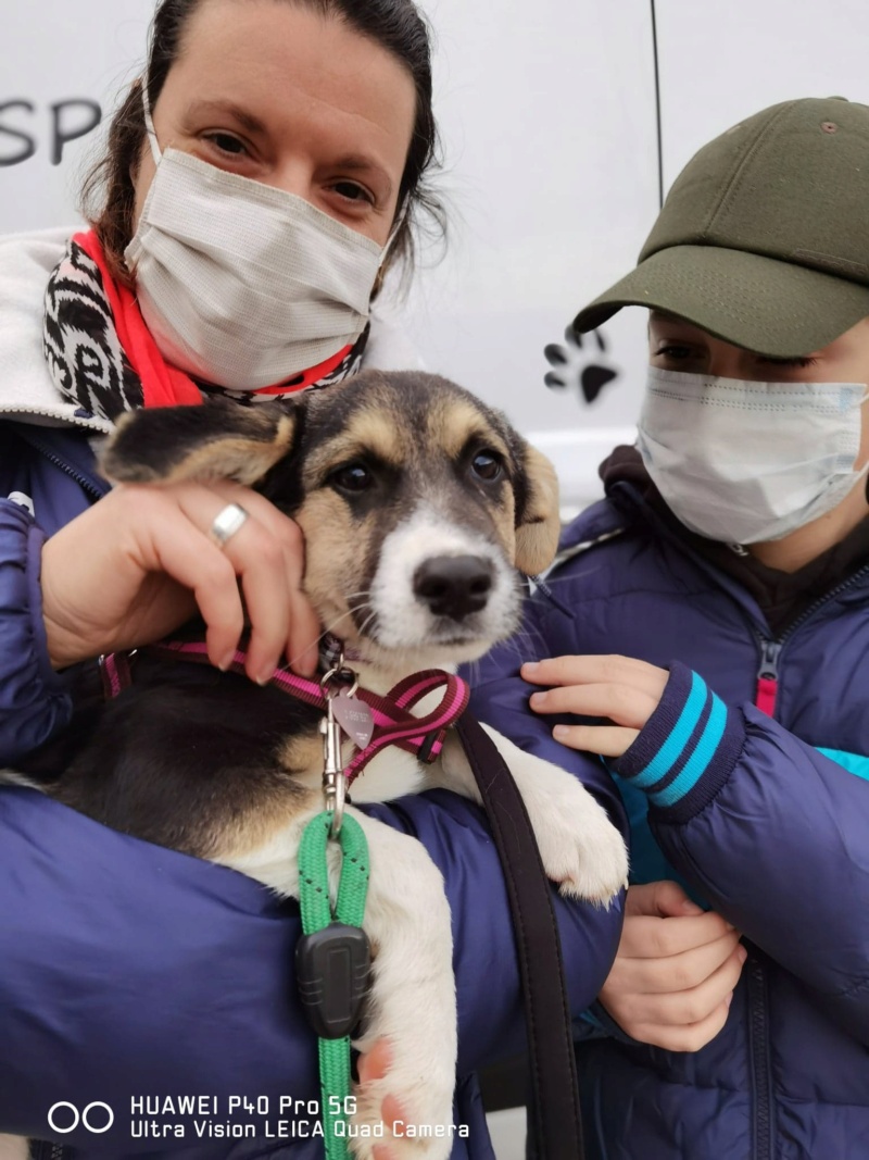 DORY - Chiot femelle de taille moyenne à l'âge adulte - Née environ fin Juillet 2020 - Refuge de Camelia- Adoptée par NOËLLA en Belgique  12690210