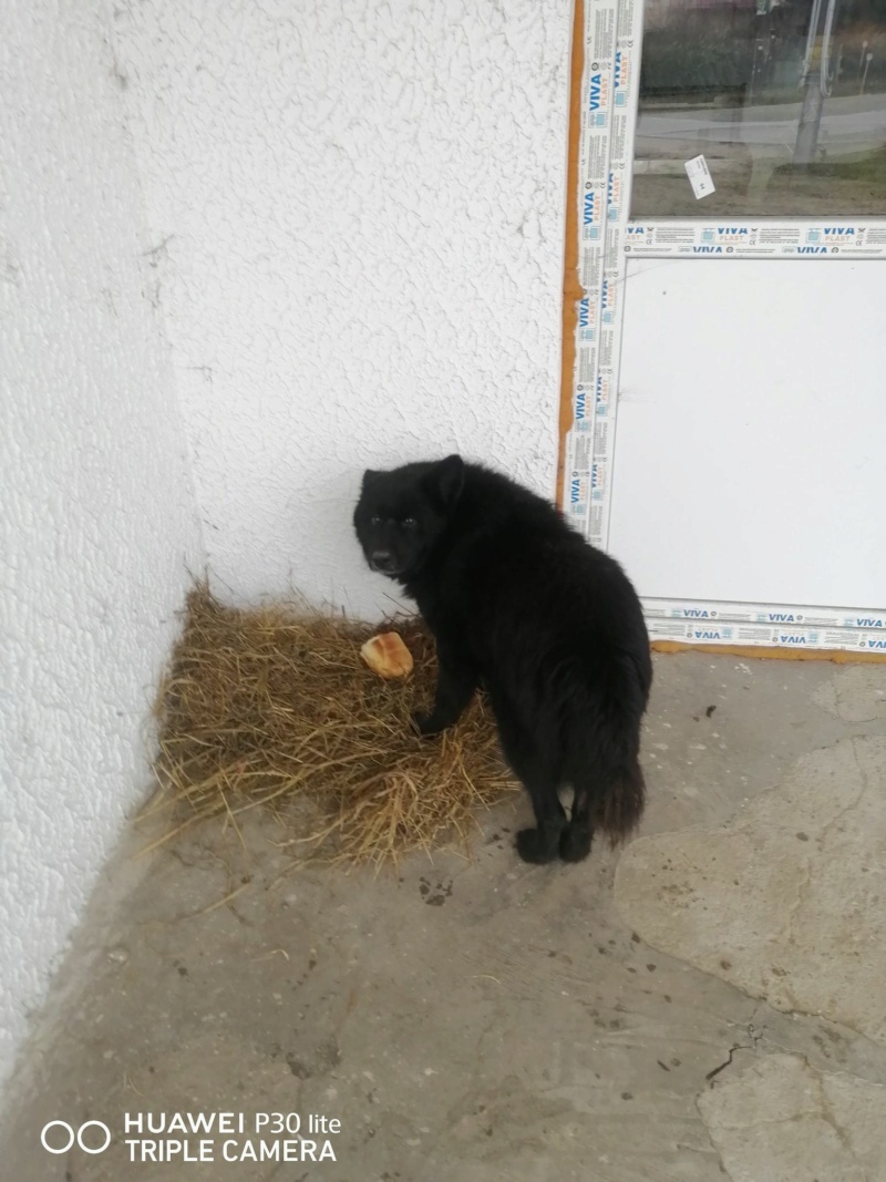 CODRU - Chien de Berger Corbeau roumain - Né environ en 2011 -Adopté par Carmen en Roumanie 13189110