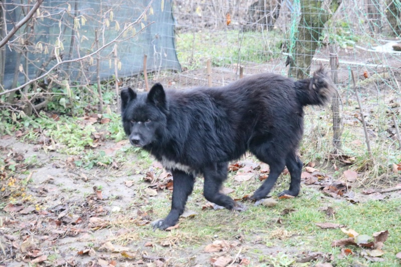 CODRU - Chien de Berger Corbeau roumain - Né environ en 2011 -Adopté par Carmen en Roumanie 13195510