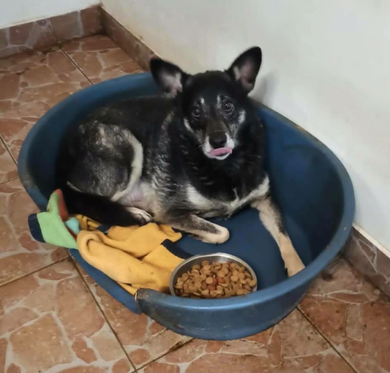 OSKAR - Chien mâle adulte de taille petite à moyenne - Né environ en 2015 13299310