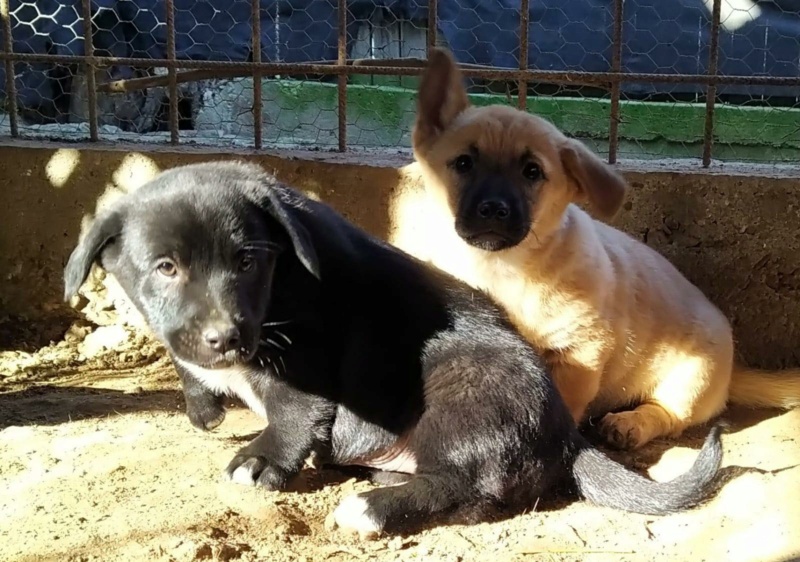 BERLIOZ - Chiot mâle de taille petite à l'âge adulte - Né environ fin novembre 2020, adopté par Pauline en Belgique 14116111