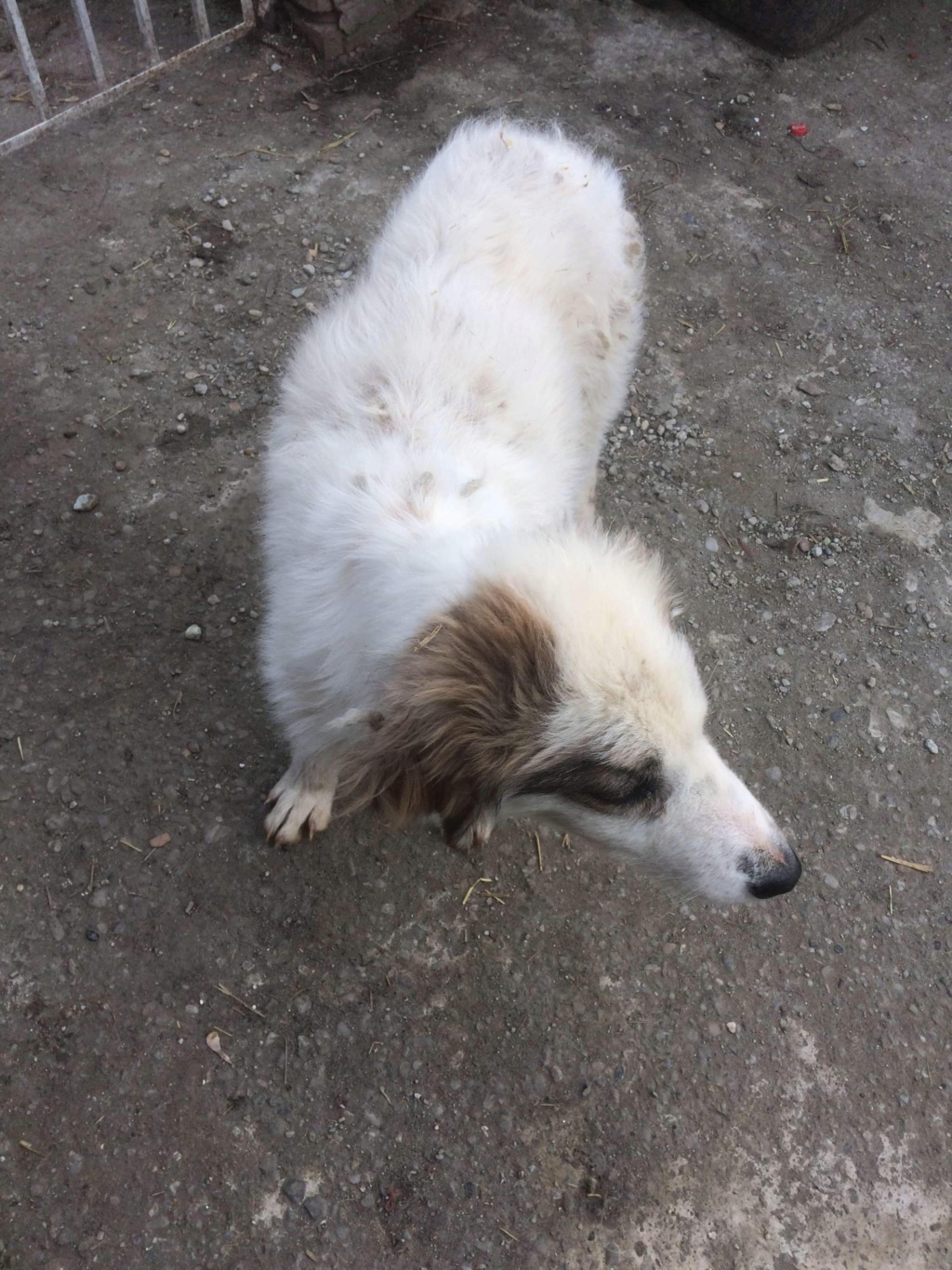 SUNNY - Chiot femelle de grande taille à l'âge adulte - Croisée Berger de Bucovine - Née environ en août 2020 - Réservée par une autre association 21777d10