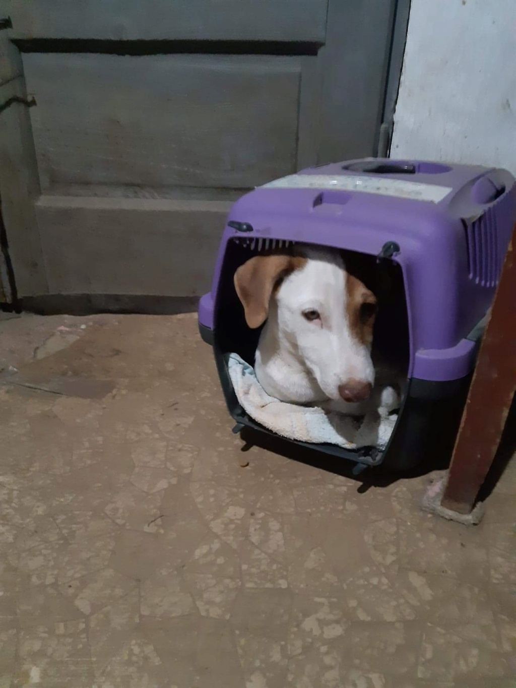 PACO (RUSSEL) - Chiot mâle croisé de petite taille à l'âge adulte - Né environ en Avril 2020 - Refuge de Camelia- adopté par Karine en Belgique 64f55110