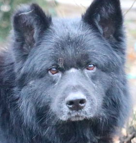 CODRU - Chien de Berger Corbeau roumain - Né environ en 2011 -Adopté par Carmen en Roumanie Captu103