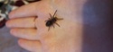 помогите определить вид паука Img_2010