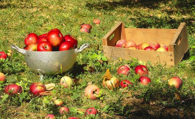 Les belles pommes de saison  Caiss10
