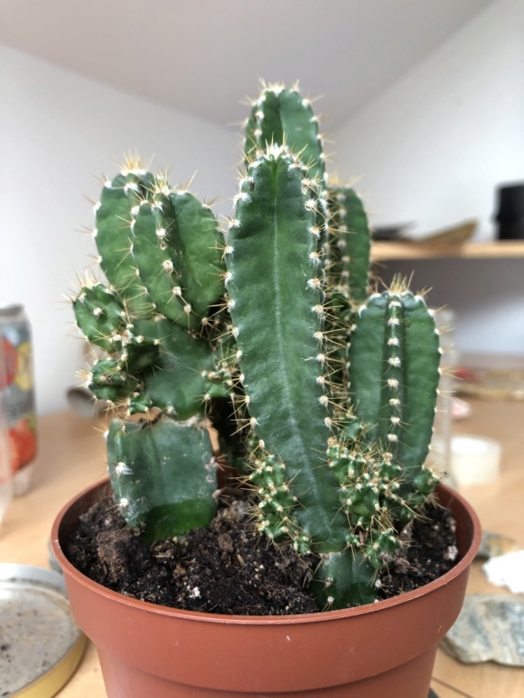 Besoin de conseils et d’aide pour un cactus cierge F6d35310