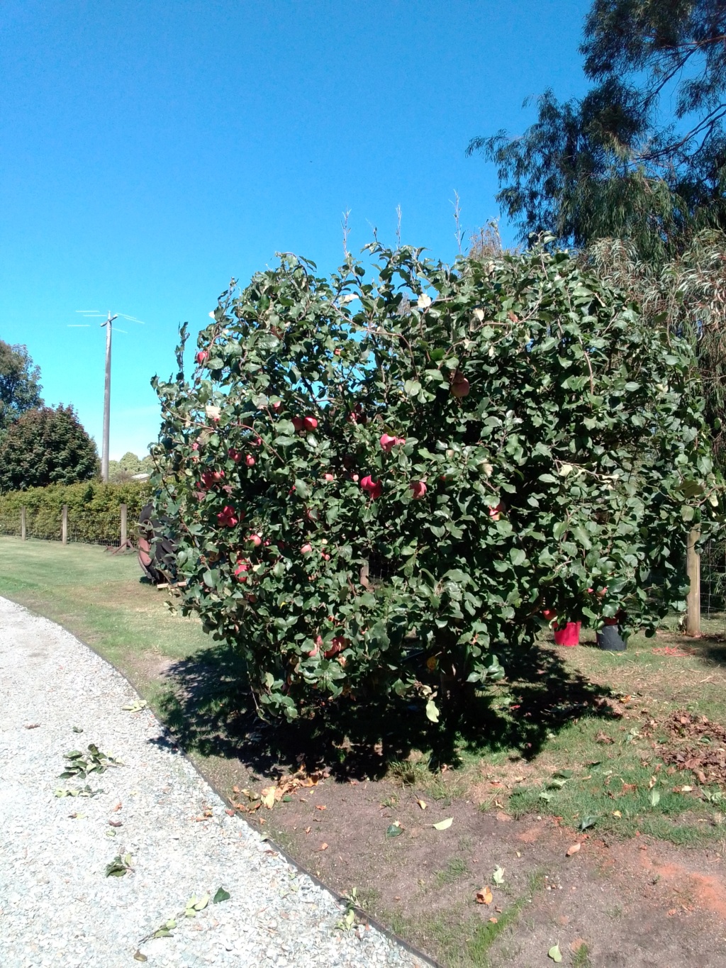 Bumper harvest Img_2012
