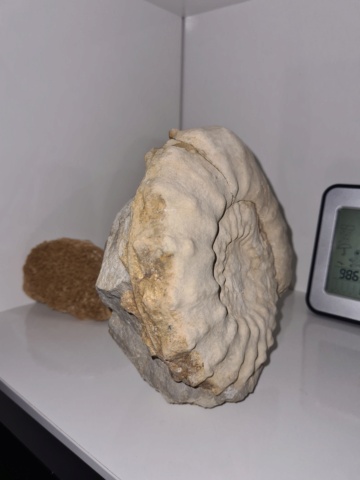 Ammonite incrustado  20210822