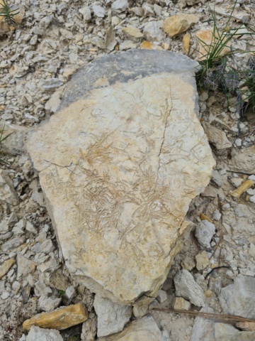 Planta fósil?Cretacico albiense 20220412