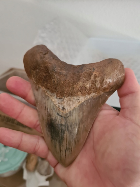 Reparar diente Megalodón  20230711