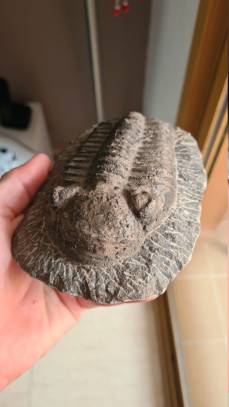 Trilobite  20230910